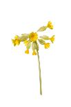 Common cowslip in flower-Gary K Smith-Photographic Print