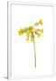 Gramercy White