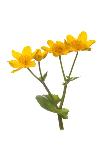 Common cowslip in flower-Gary K Smith-Photographic Print