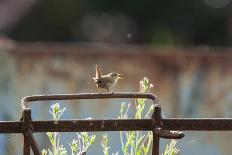 Wren (Troglodytes Troglodytes) Perched and Singing on Old Farm Machinery, Norfolk, England, July-Gary K. Smith-Photographic Print