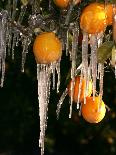 Drip Irrigation Creates Icicles and Forms an Insulation and Way of Protecting Oranges on the Trees-Gary Kazanjian-Framed Stretched Canvas