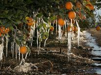 Drip Irrigation Creates Icicles and Forms an Insulation and Way of Protecting Oranges on the Trees-Gary Kazanjian-Framed Photographic Print