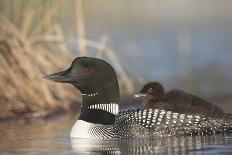 Canada, British Columbia. Adult Common Loon floats with a chick on its back.-Gary Luhm-Photographic Print