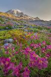 Purple Fog Sunset, Olympic National Park, Washington, USA-Gary Luhm-Photographic Print
