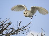 Barn Owl Hunting Along Roadside Hedge, Norfolk, UK-Gary Smith-Photographic Print