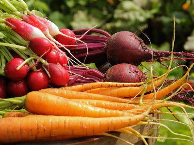 Freshly Harvested Carrots, Beetroot and Radishes from a Summer Garden, Norfolk, July