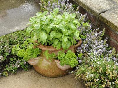 Herb Garden with Terracotta Pot with Sweet Basil, Curled Parsley and Creeping Thyme, Norfolk, UK