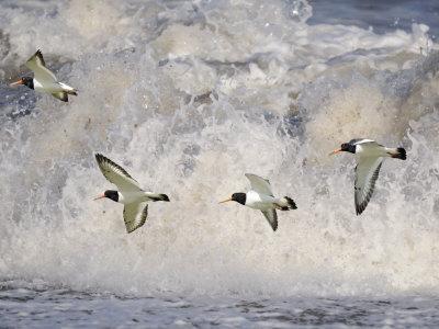 Oystercatchers in Flight over Breaking Surf, Norfolk, UK, December