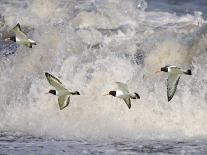 Oystercatchers in Flight over Breaking Surf, Norfolk, UK, December-Gary Smith-Photographic Print