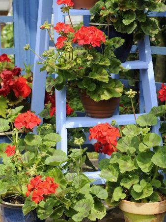 Rustic Garden Geranium Feature, Geranium Plants in Full Bloom on Blue Painted Wooden Stepladder, UK