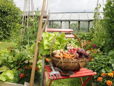 Summer Potager Style Garden with Freshly Harvested Vegetables in Wooden Trug, Norfolk, UK