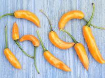 Yellow Chilli Peppers Chillies Freshly Harvested on Pale Blue Background-Gary Smith-Photographic Print