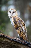 Barn Owl-Gary Tognoni-Photographic Print