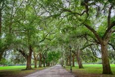 Carolina Garden-Gary Tognoni-Photographic Print