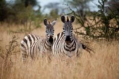 Zebras on the Savannah-Gary Tognoni-Photographic Print