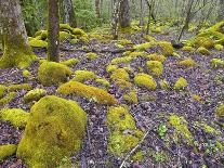 Spring Moss in Great Smoky Mountains-Gary W. Carter-Photographic Print