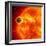 Gas-Giant Exoplanet Transiting Across the Face of Its Star-Stocktrek Images-Framed Premium Photographic Print