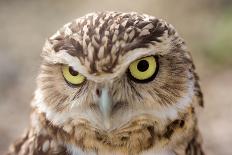 Burrowing Owl Portrait-Gaschwald-Laminated Photographic Print