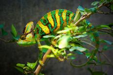 Veiled Chameleon-Gaschwald-Framed Stretched Canvas