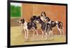 Gascon-Saintongeois Hounds of the Levesque Type-Thomas Ivester Llyod-Framed Art Print