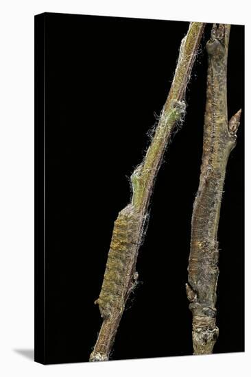 Gastropacha Quercifolia (Lappet Moth) - Caterpillars Camouflaged on Twigs-Paul Starosta-Stretched Canvas