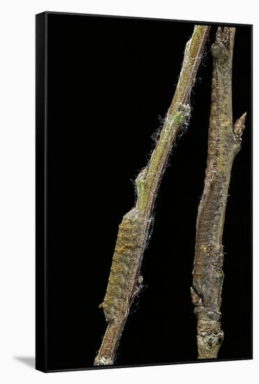 Gastropacha Quercifolia (Lappet Moth) - Caterpillars Camouflaged on Twigs-Paul Starosta-Framed Stretched Canvas