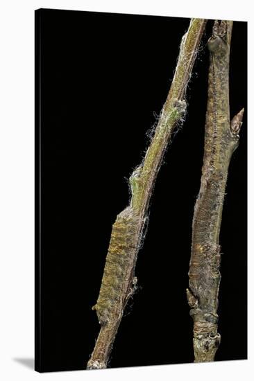 Gastropacha Quercifolia (Lappet Moth) - Caterpillars Camouflaged on Twigs-Paul Starosta-Stretched Canvas