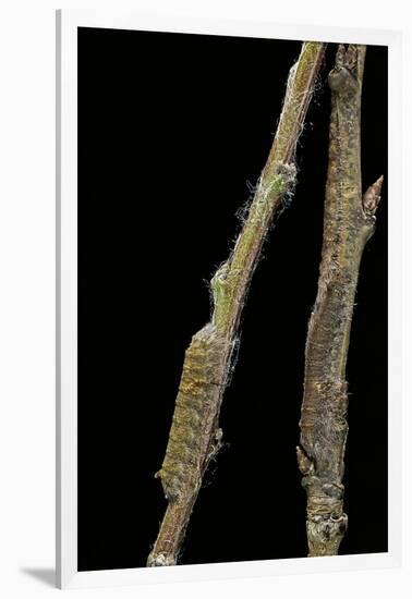 Gastropacha Quercifolia (Lappet Moth) - Caterpillars Camouflaged on Twigs-Paul Starosta-Framed Photographic Print