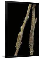 Gastropacha Quercifolia (Lappet Moth) - Caterpillars Camouflaged on Twigs-Paul Starosta-Framed Photographic Print