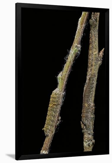 Gastropacha Quercifolia (Lappet Moth) - Caterpillars Camouflaged on Twigs-Paul Starosta-Framed Photographic Print