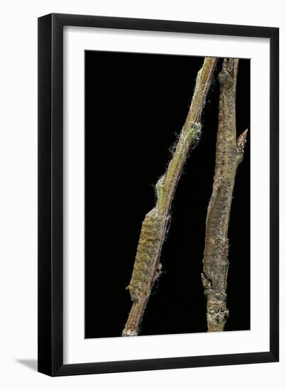 Gastropacha Quercifolia (Lappet Moth) - Caterpillars Camouflaged on Twigs-Paul Starosta-Framed Photographic Print