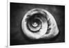 Gastropod Helix-George Oze-Framed Photographic Print