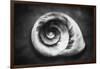 Gastropod Helix-George Oze-Framed Photographic Print