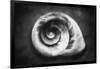 Gastropod Helix-George Oze-Framed Photographic Print