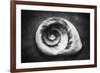 Gastropod Helix-George Oze-Framed Photographic Print