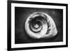 Gastropod Helix-George Oze-Framed Photographic Print