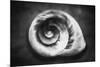 Gastropod Helix-George Oze-Mounted Photographic Print