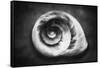 Gastropod Helix-George Oze-Framed Stretched Canvas