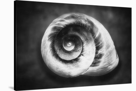 Gastropod Helix-George Oze-Stretched Canvas