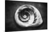 Gastropod Helix-George Oze-Stretched Canvas