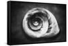 Gastropod Helix-George Oze-Framed Stretched Canvas