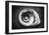 Gastropod Helix-George Oze-Framed Photographic Print