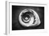 Gastropod Helix-George Oze-Framed Photographic Print