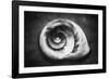 Gastropod Helix-George Oze-Framed Photographic Print