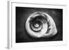 Gastropod Helix-George Oze-Framed Photographic Print