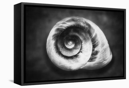 Gastropod Helix-George Oze-Framed Stretched Canvas
