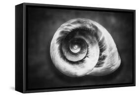 Gastropod Helix-George Oze-Framed Stretched Canvas