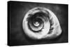 Gastropod Helix-George Oze-Stretched Canvas