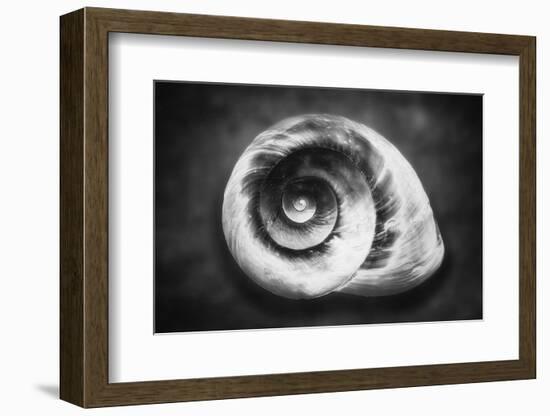 Gastropod Helix-George Oze-Framed Photographic Print