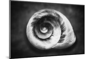 Gastropod Helix-George Oze-Mounted Photographic Print